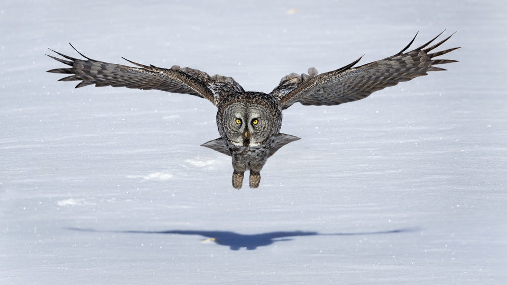 Great Grey Owl in Flight von Jun Zuo