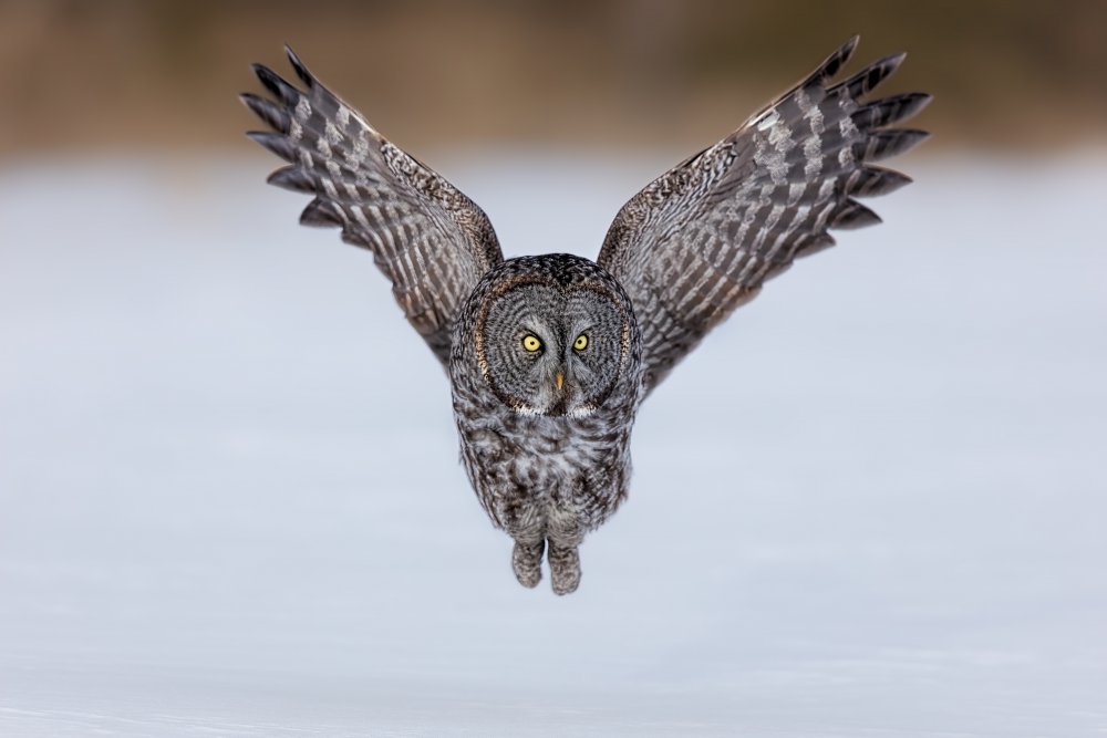 Great Grey Owl in Flight von Jun Zuo