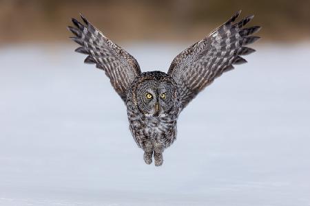 Great Grey Owl in Flight