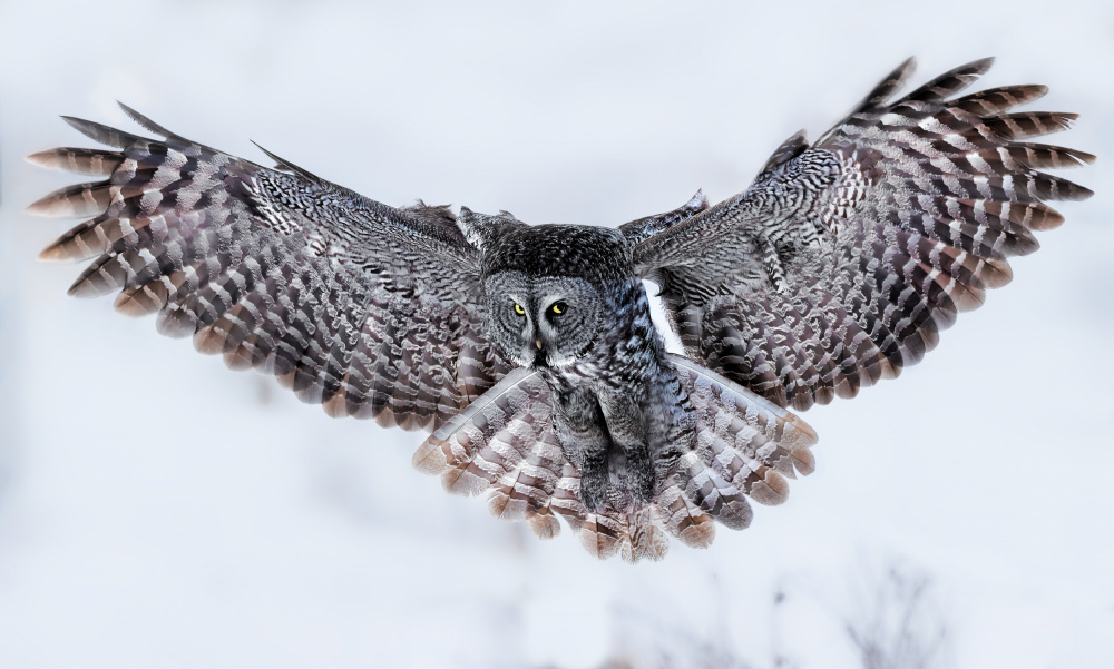 Great Grey Owl in Flight von Jun Zuo