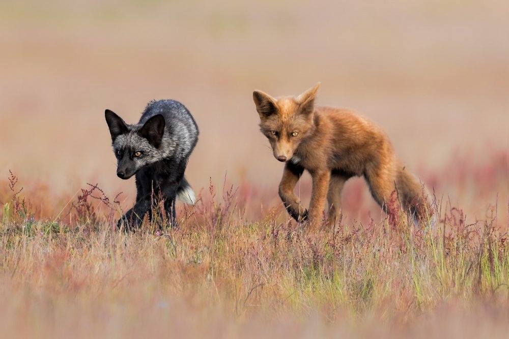 Brothers von Jun Zuo