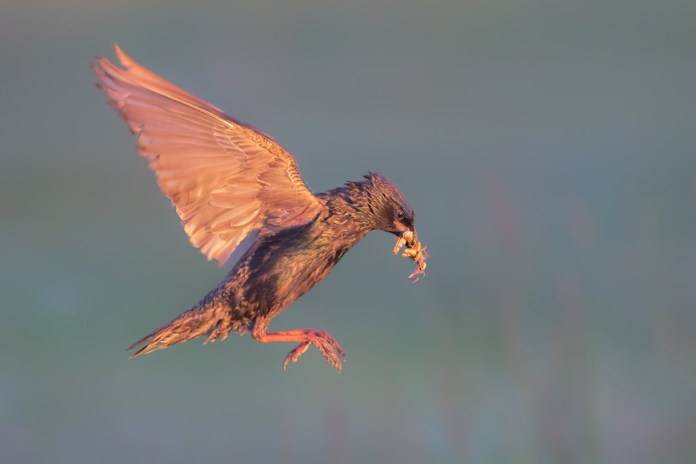 A Busy Morning von Jun Zuo