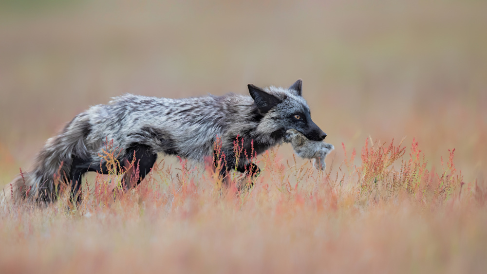 A Busy Day von Jun Zuo