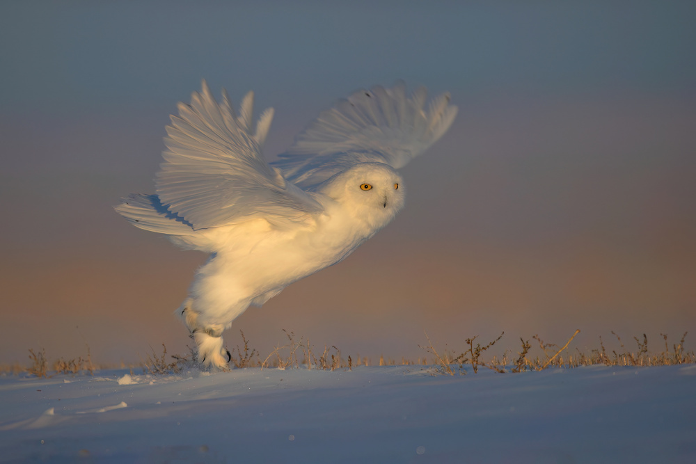 A Happy Morning von Jun Zuo