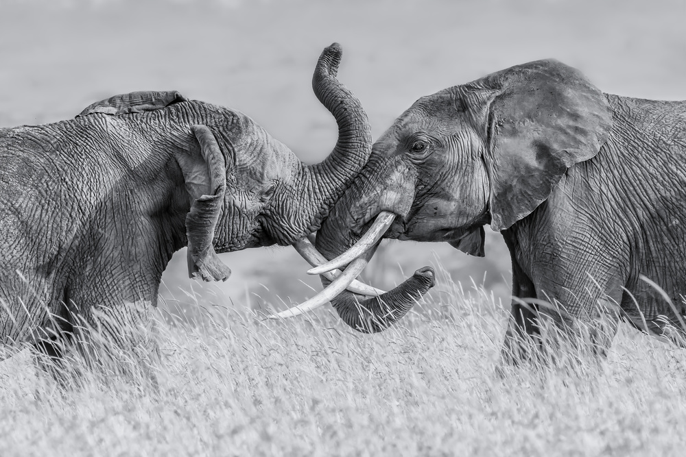 Elephant &quot;Tai Chi&quot; von Jun Zuo