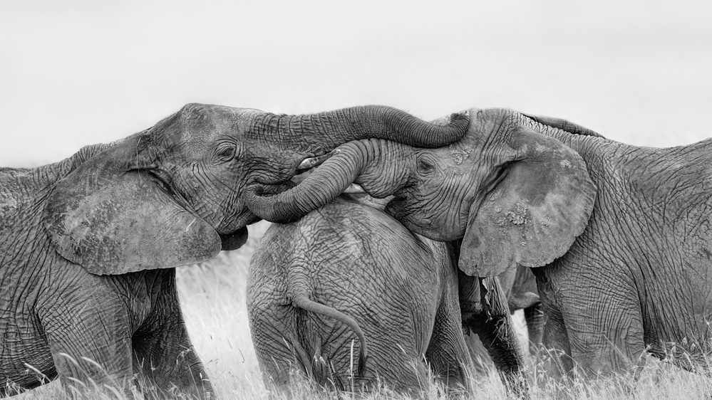 Elephant Playing von Jun Zuo