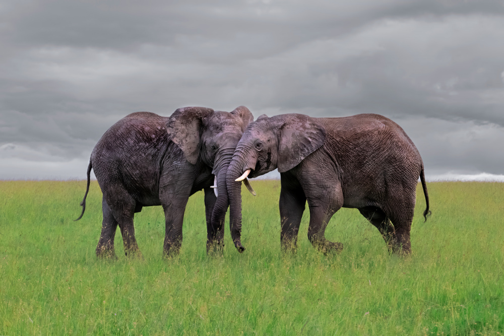 Elephant Tai Chi Push von Jun Zuo