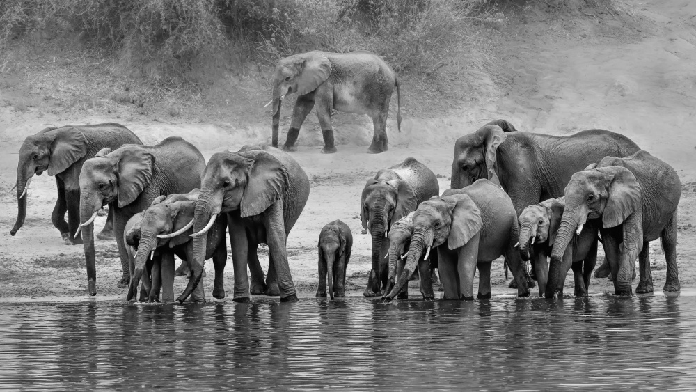 Elephant Family von Jun Zuo