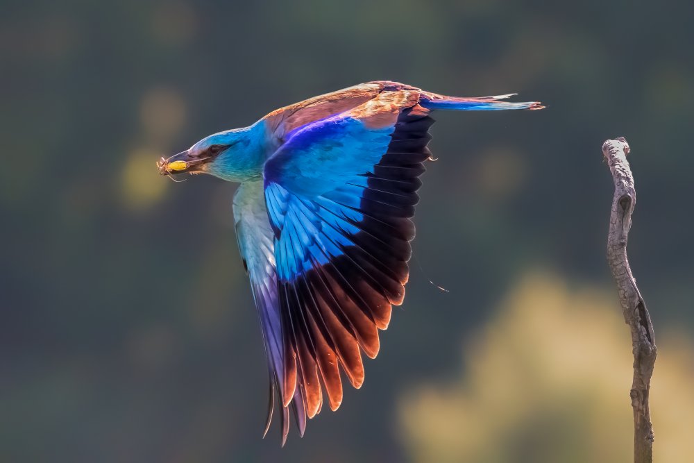 European Roller von Jun Zuo