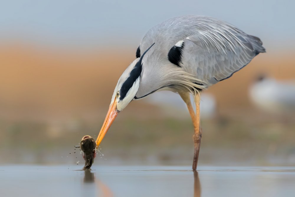 Catching von Jun Zuo