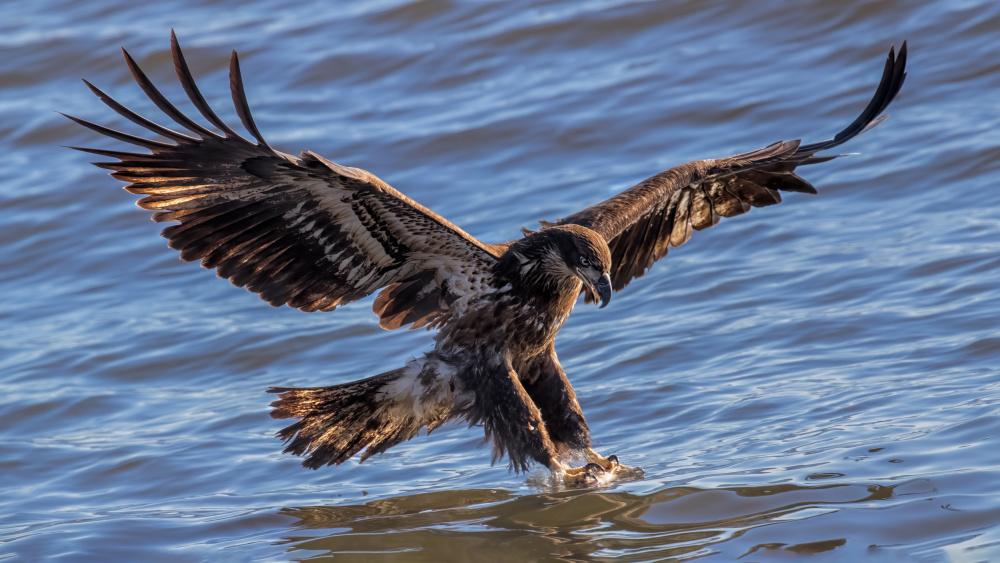 Catching von Jun Zuo