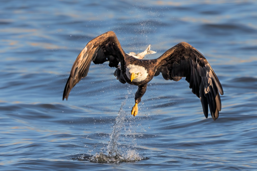 Catching von Jun Zuo