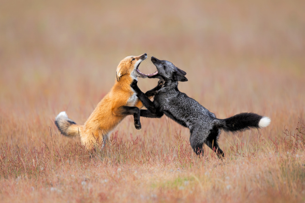 Foxs Playing von Jun Zuo