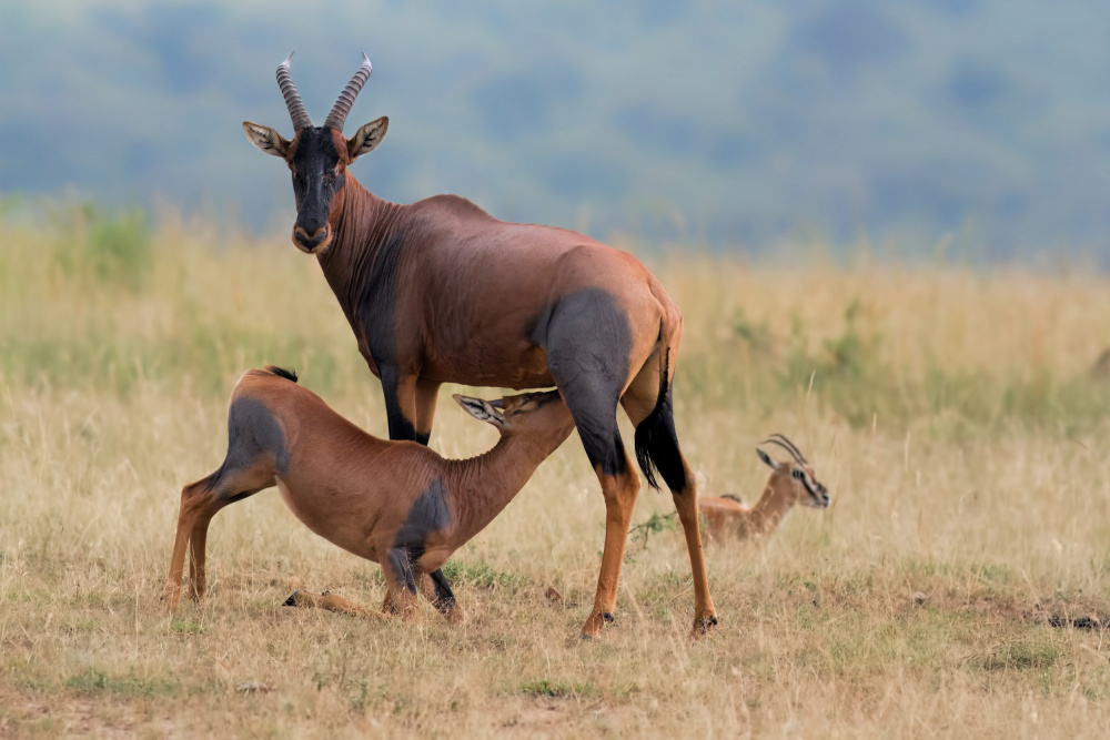 Feeding von Jun Zuo