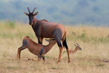 Feeding