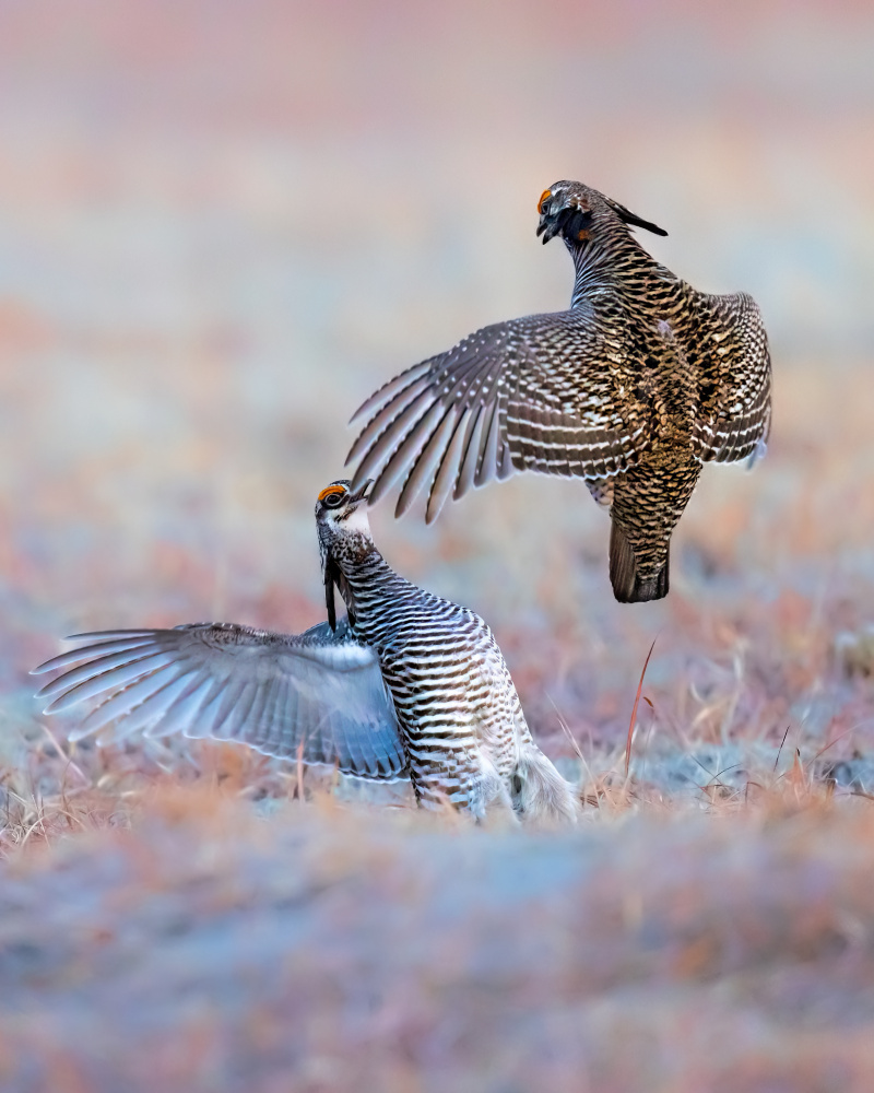 Greater Prairie Chicken-Morning Talking von Jun Zuo