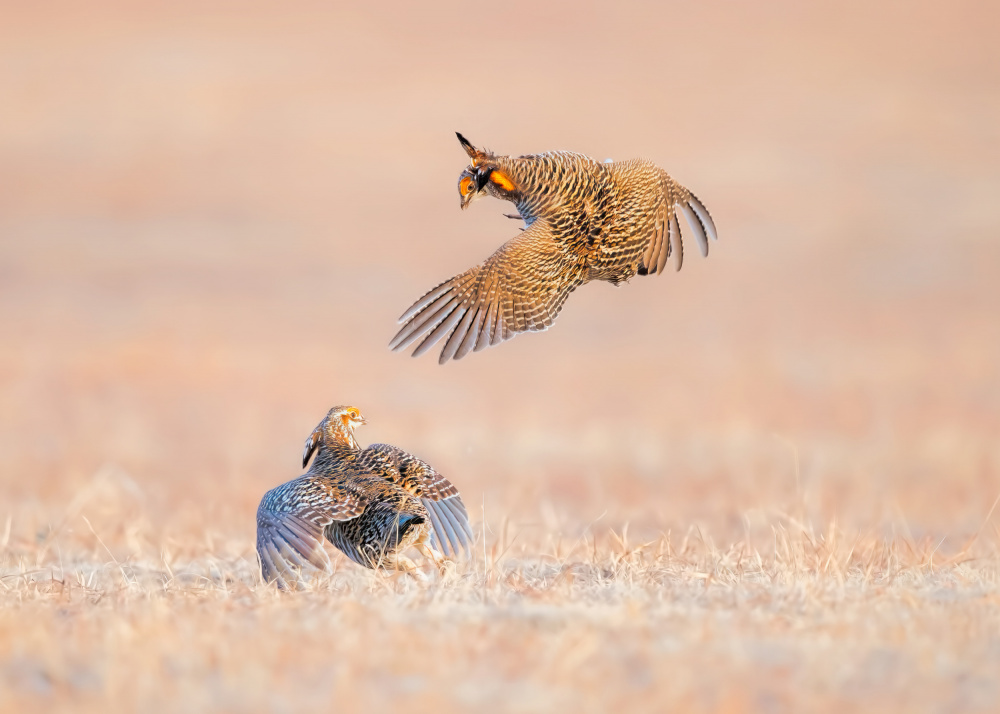 Greater Prairie Chicken von Jun Zuo