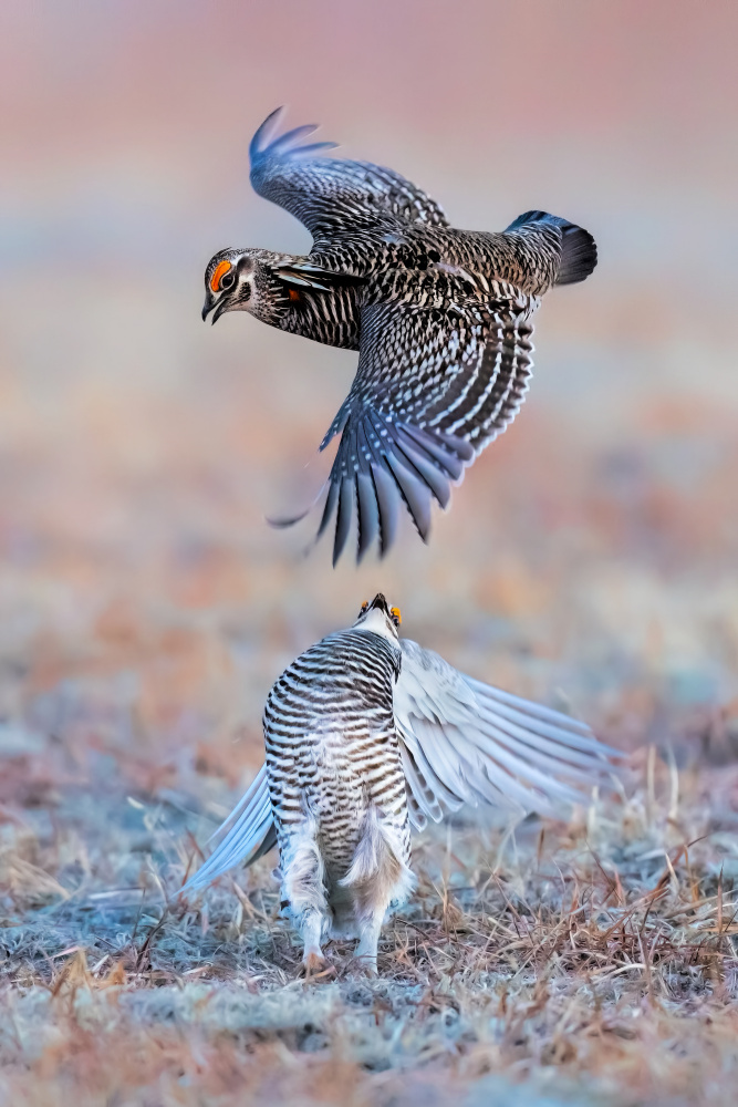 Greater Prairie Chicken von Jun Zuo