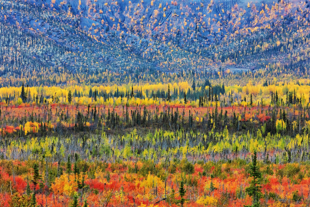 Fall Color in The Mountain von Jun Zuo