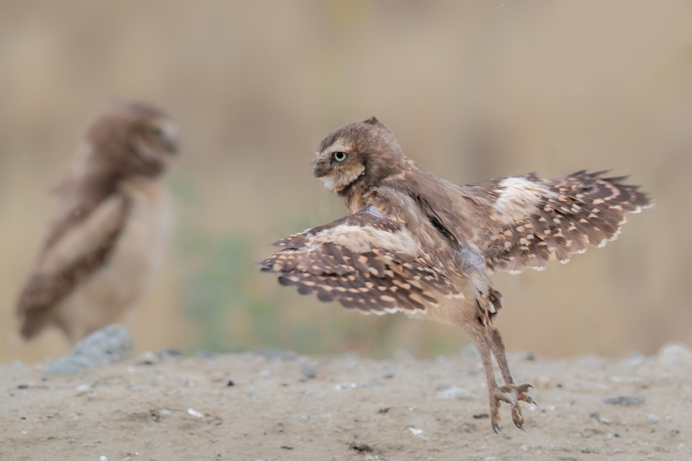 I want to fly von Jun Zuo