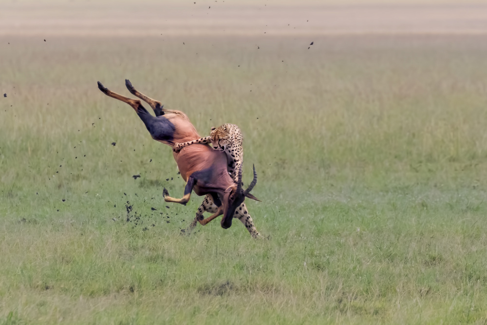 Hunting von Jun Zuo