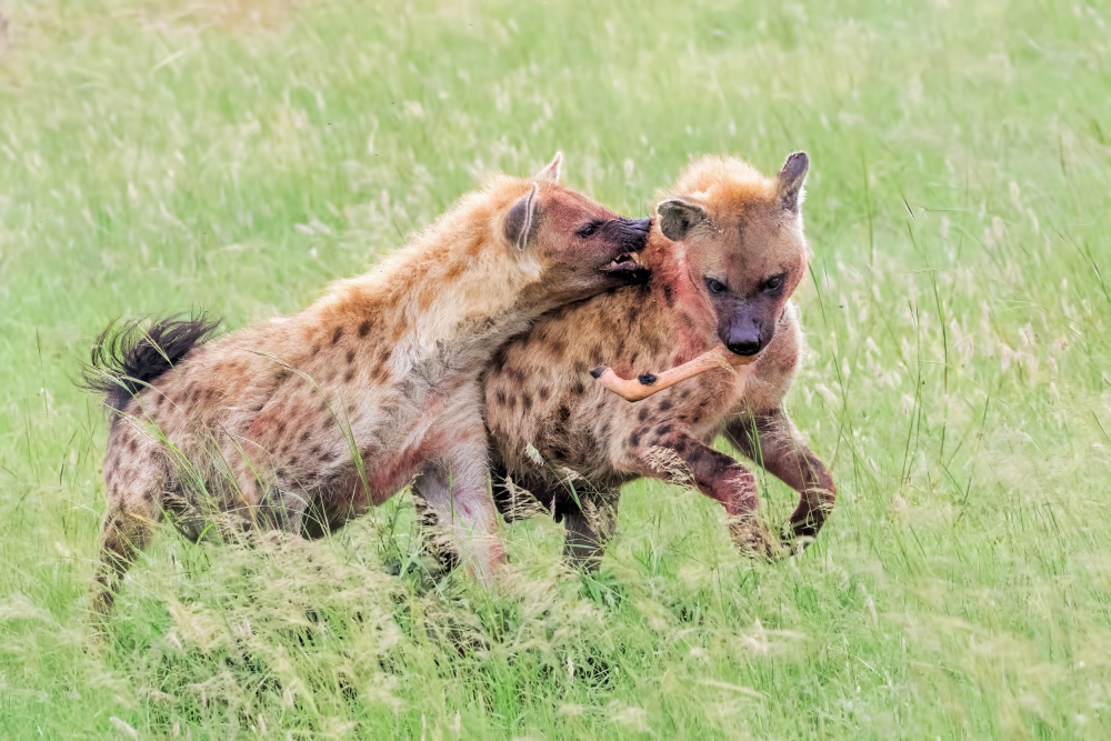 Fight von Jun Zuo