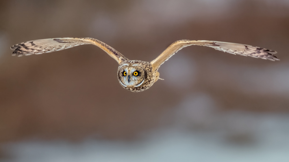 Short Ear Owl in Flight von Jun Zuo