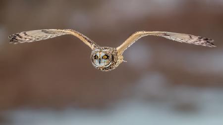 Short Ear Owl in Flight