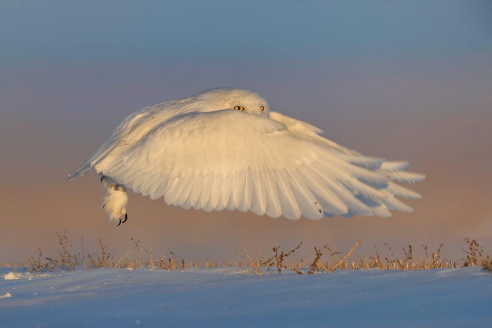 Snowy Owl von Jun Zuo