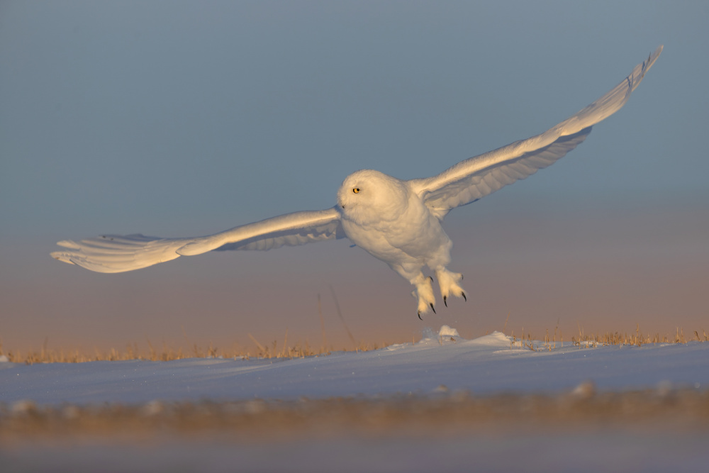 Snowy Owl von Jun Zuo