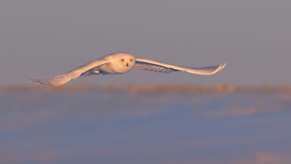 Snowy Owl von Jun Zuo