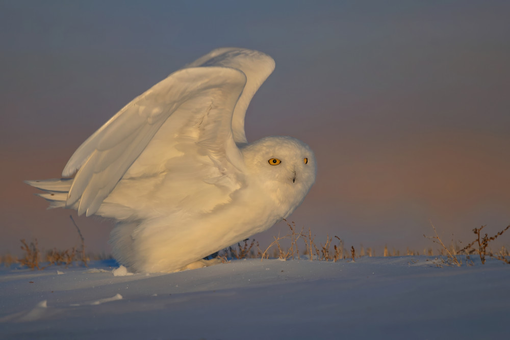 Snowy Owl Taking Off von Jun Zuo