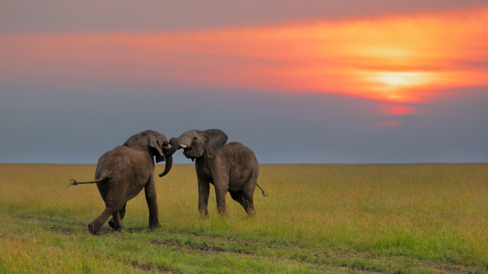 Dancing at The Sunset von Jun Zuo