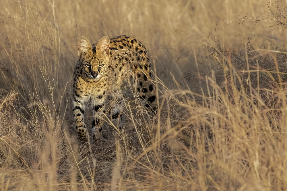 Hiding in The Grass von Jun Zuo