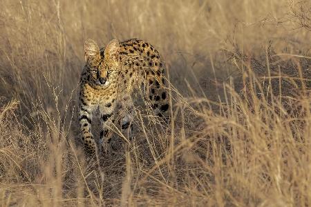 Hiding in The Grass