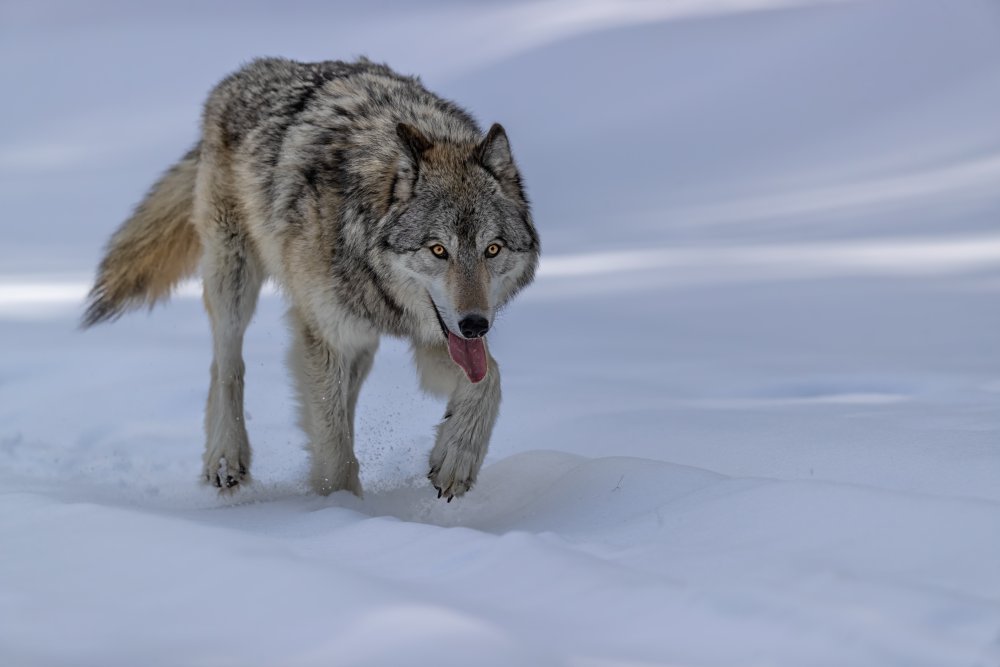 Wolf von Jun Zuo