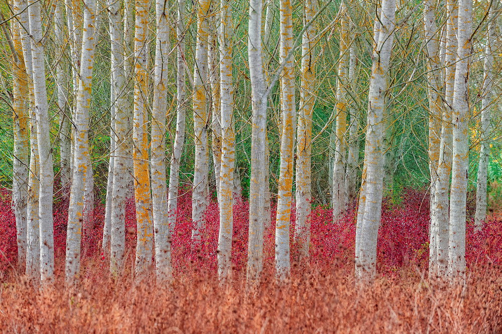 Birch forest von Jure Kravanja