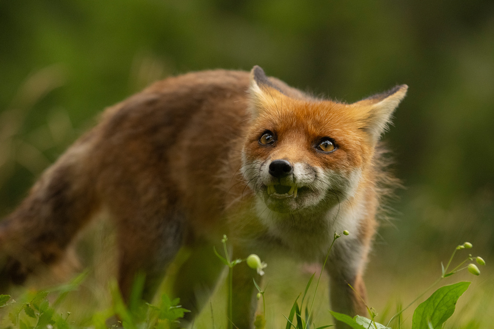 Fox von Jure Kravanja