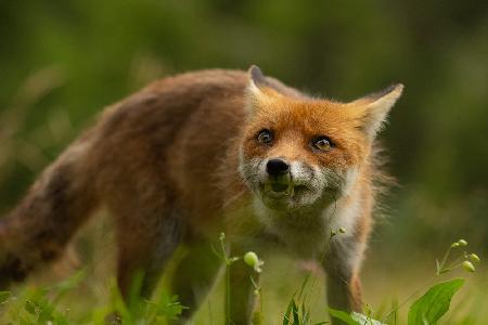 Fox