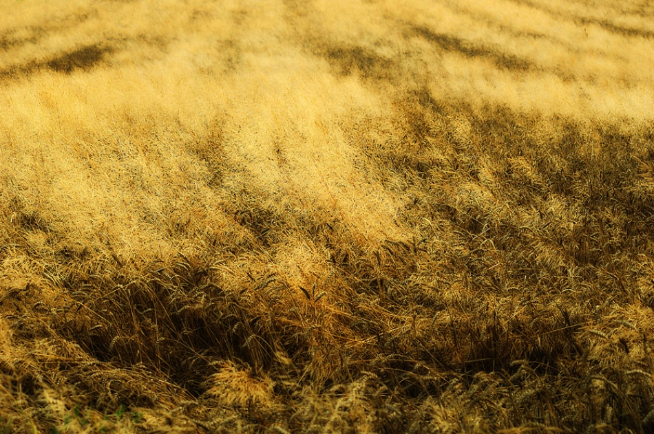 Golden waves von Jure Kravanja