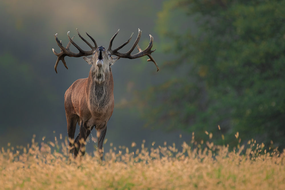 Deer wedding Song von Jure Kravanja