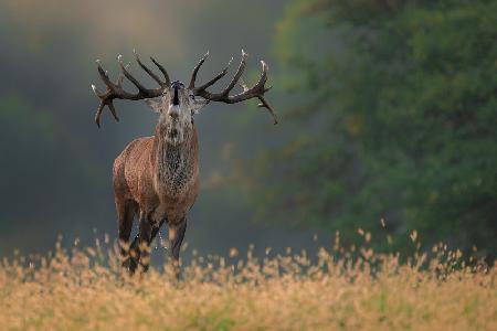 Deer wedding Song