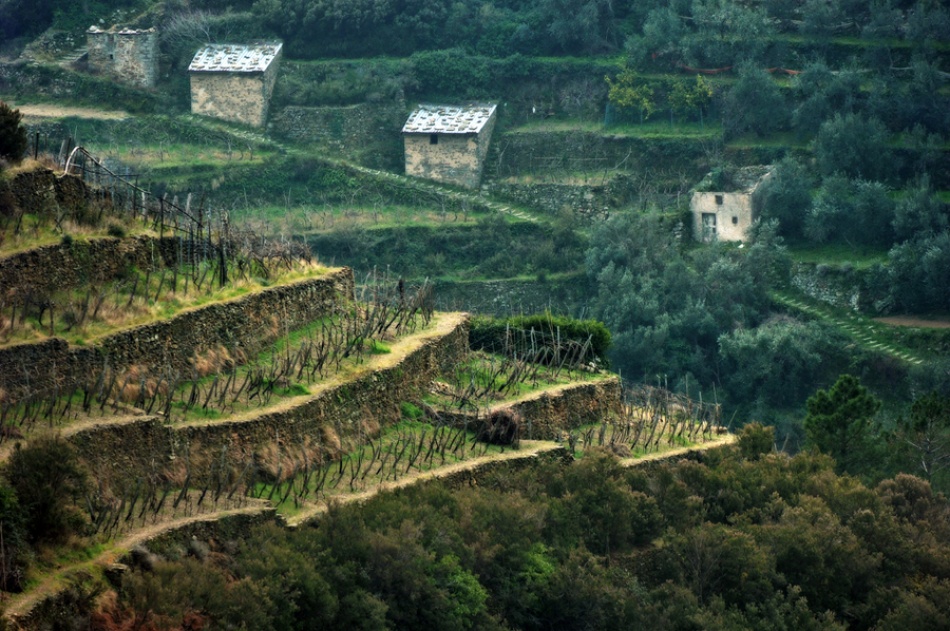 Melancholy in green von Jure Kravanja