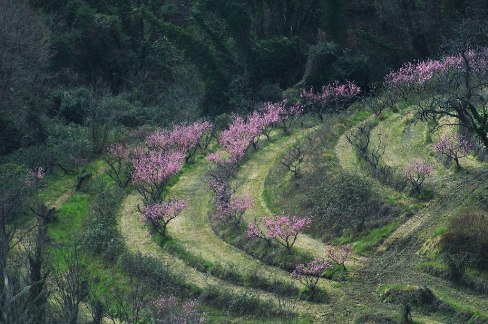 Rhapsody in pink von Jure Kravanja