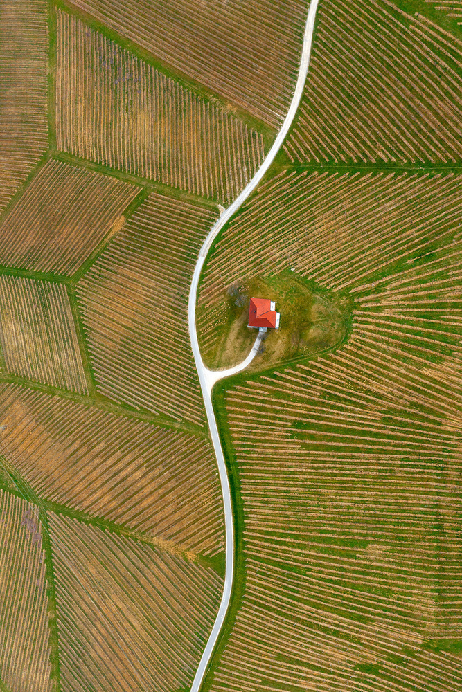 Vinyards von Jure Kravanja