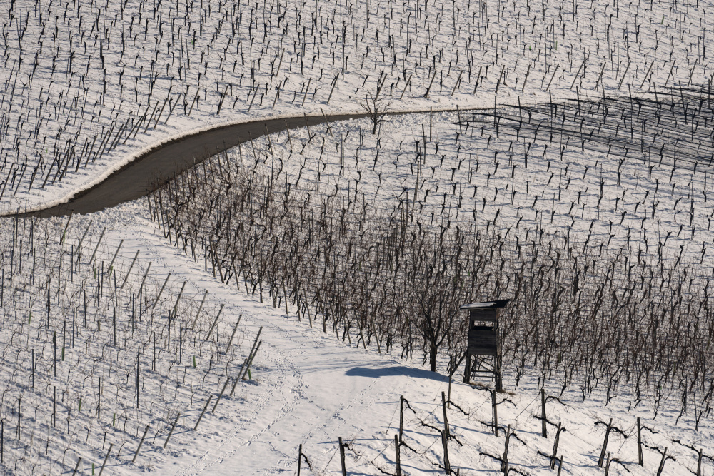 Winter vineyards von Jure Kravanja