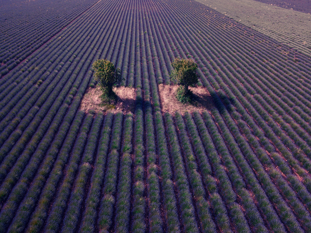 Twins von Jure Kravanja