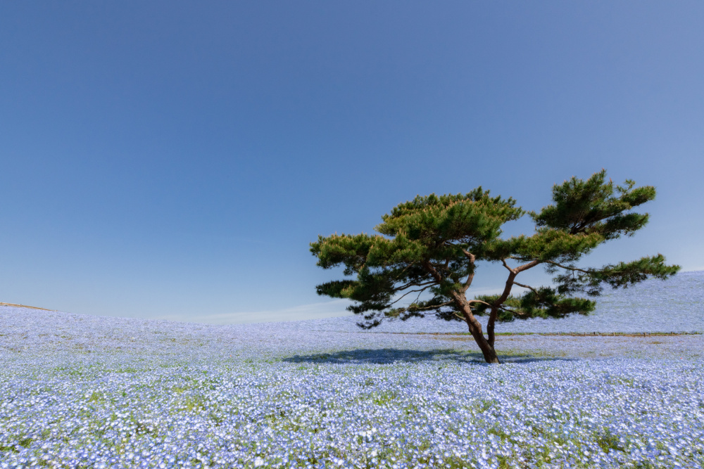 Nemophila Hill von Juri Aoki