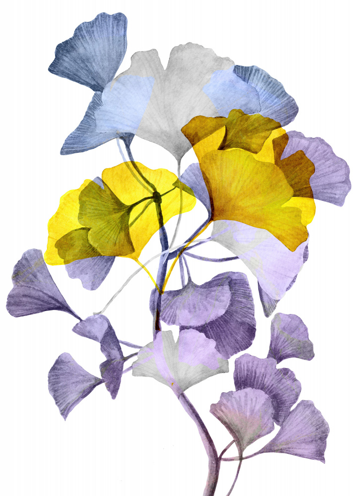 Ginko biloba 1 von Justyna Jaszke