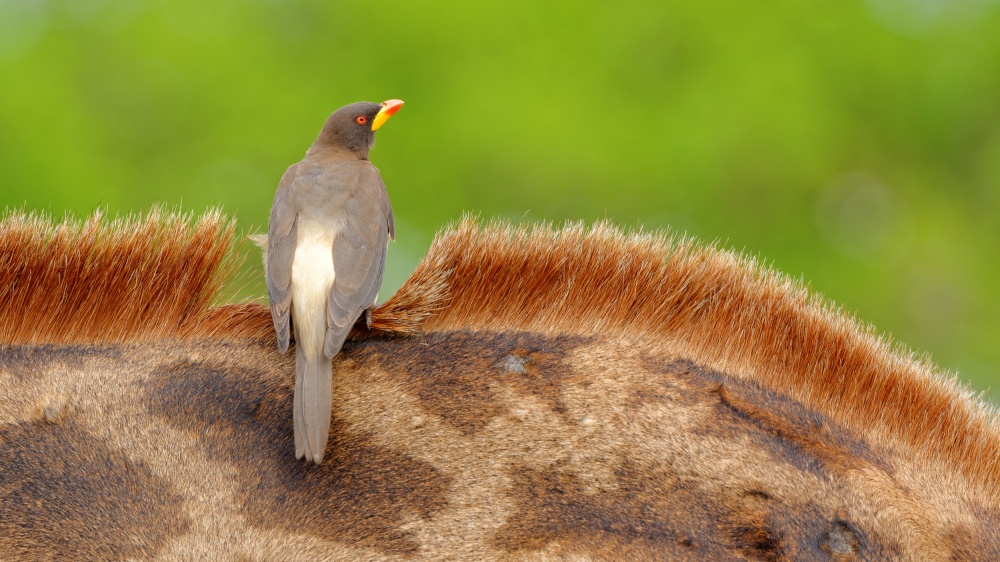 Yellow-billed Oxpecker von Kahi